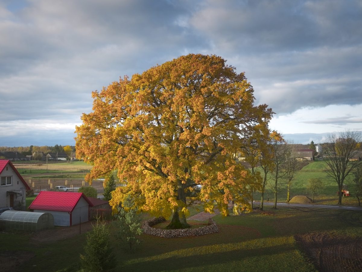 A 400-Year-Old Lithuanian Oak Just Won All of Europe