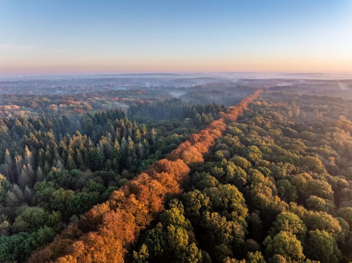 Aerial view of a path winding through a vibrant autumn forest in Belgium's new national park.
