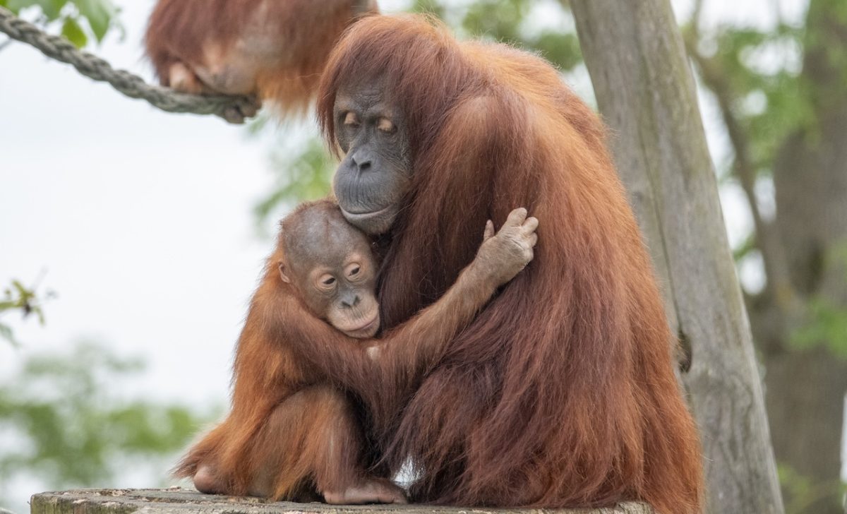 A Belgian Zoo Is Quietly Saving the Forest's Greatest Gardeners