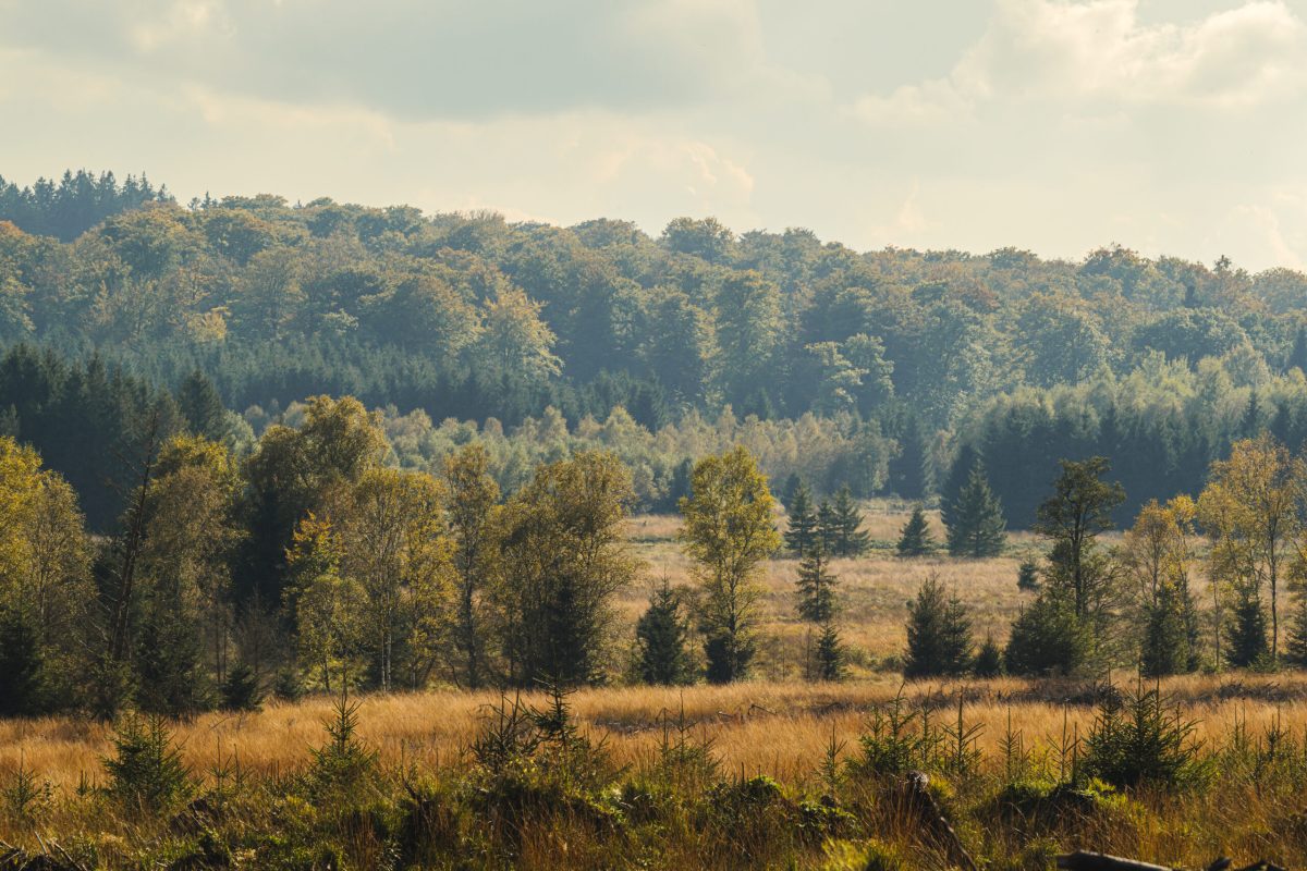 A Four-Kilometer Walk Reveals Where Spa's Legendary Water Really Comes From