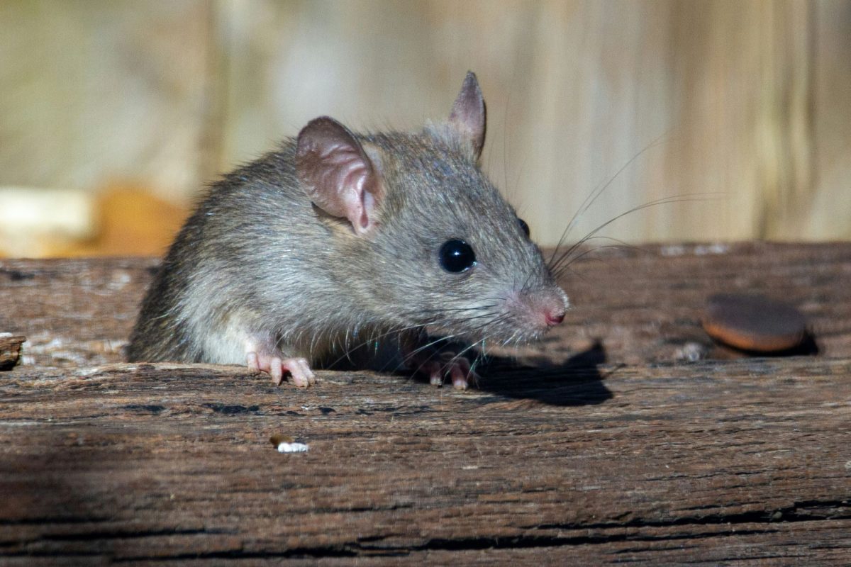 Gray mouse on wooden surface with blurred background