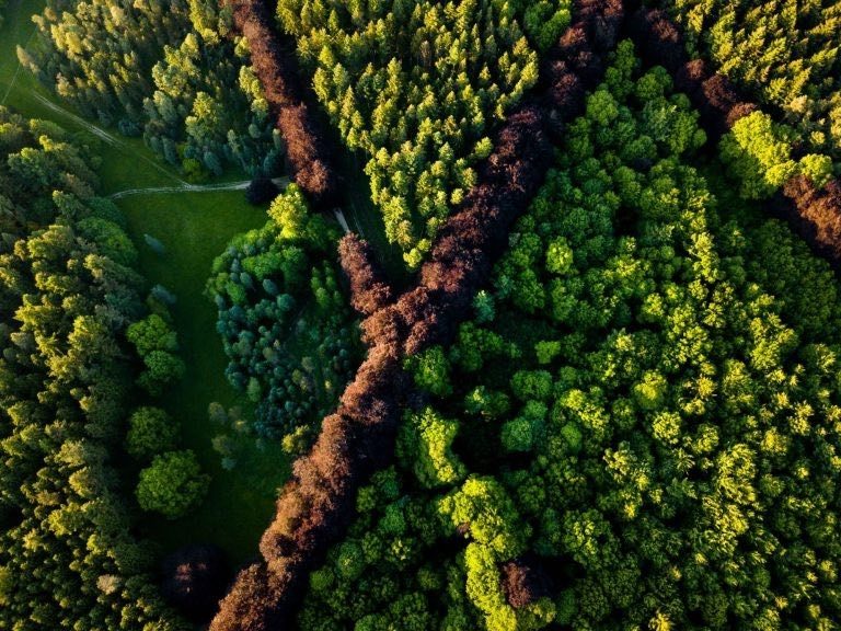 Aerial view of dense forest and winding path in Brabantse Wouden National Park.