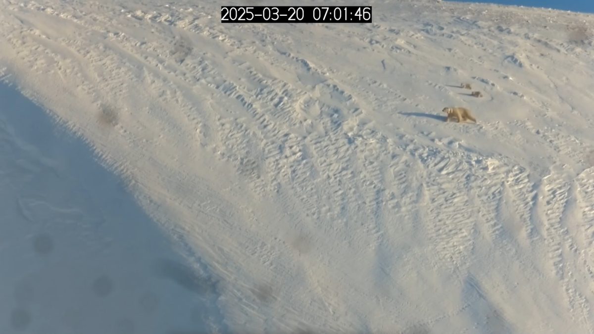 Aerial view of snow-covered Svalbard landscape with sparse vegetation and Arctic terrain