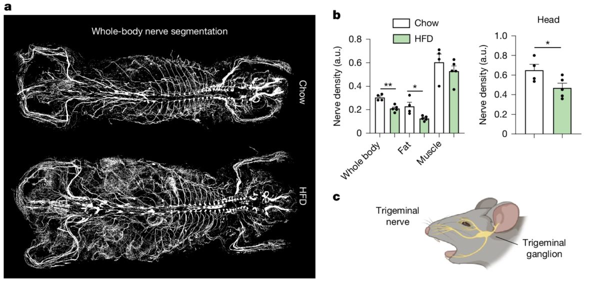 AI-generated whole-body segmentation scans showing skeletal and organ structures in lean and obese mice