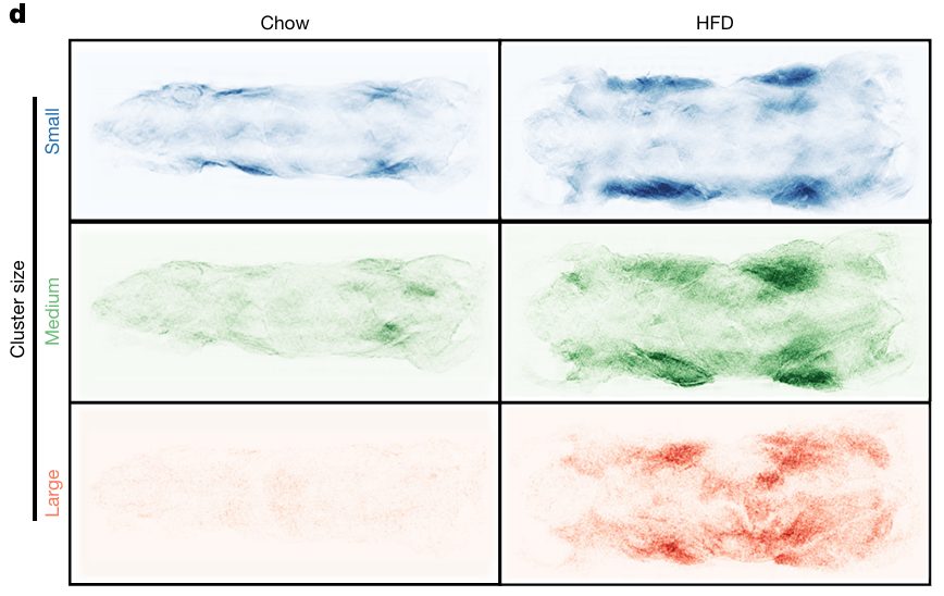 AI heat maps comparing body inflammation in chow diet versus high-fat diet mice