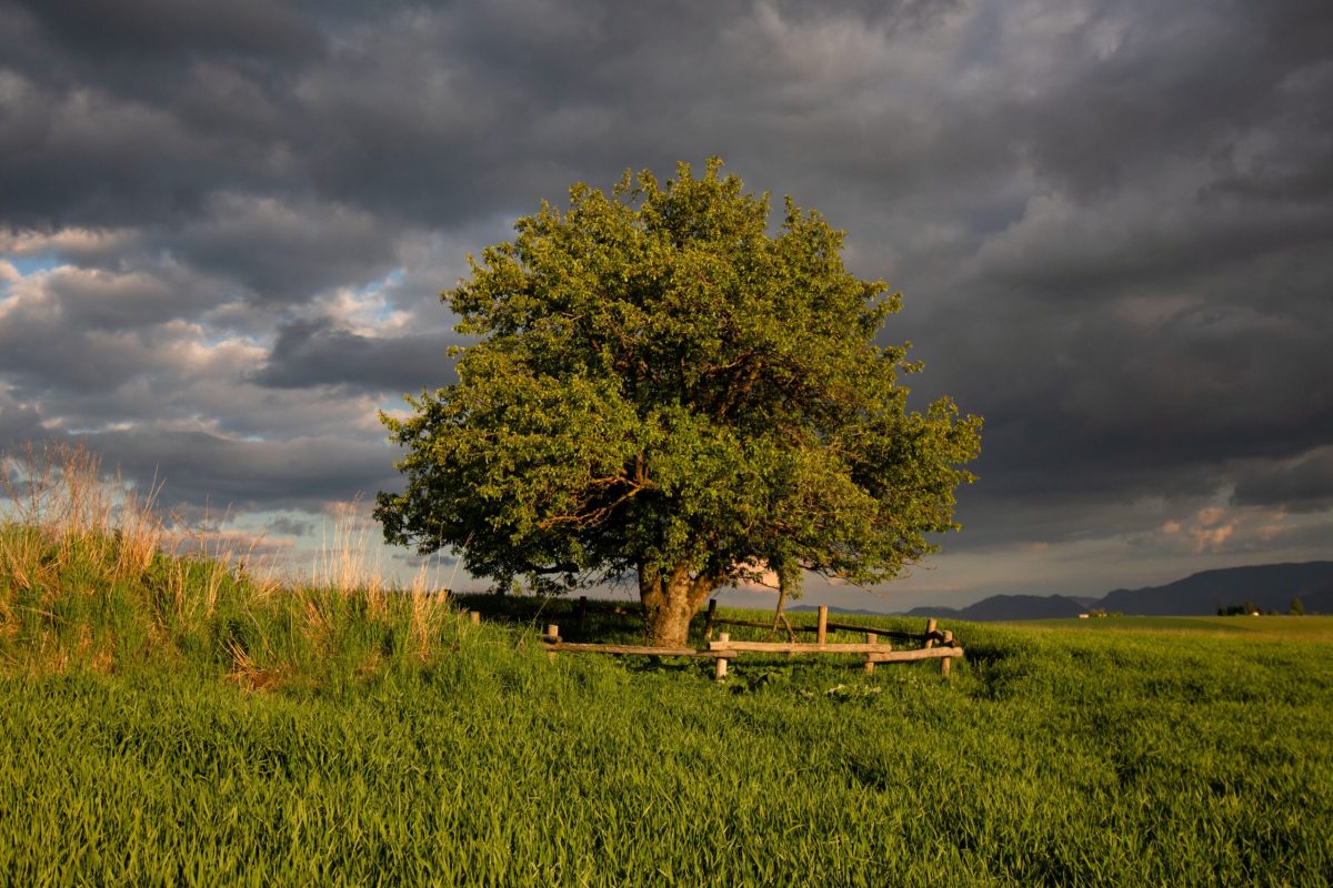 Ancient oak tree with green canopy in Lithuanian field under dramatic sky