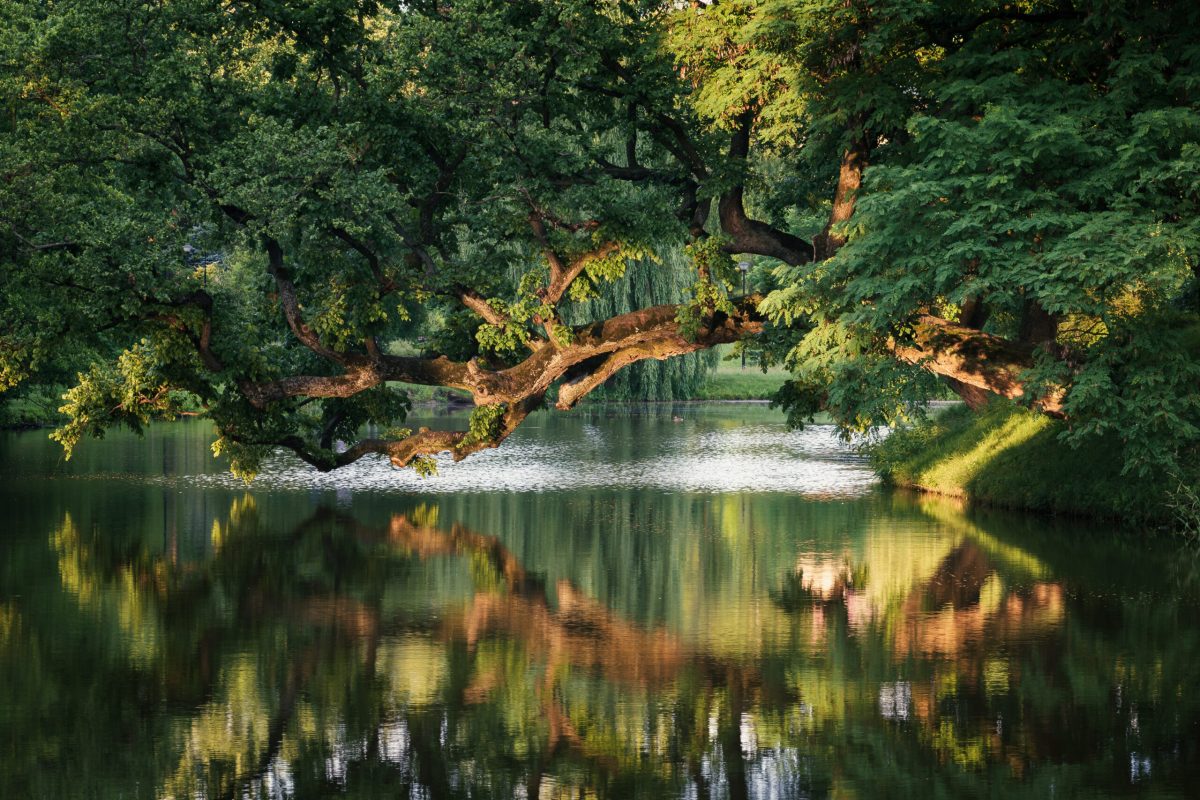 Ancient oak tree with massive curved branches reflected in still water surrounded by dense green forest