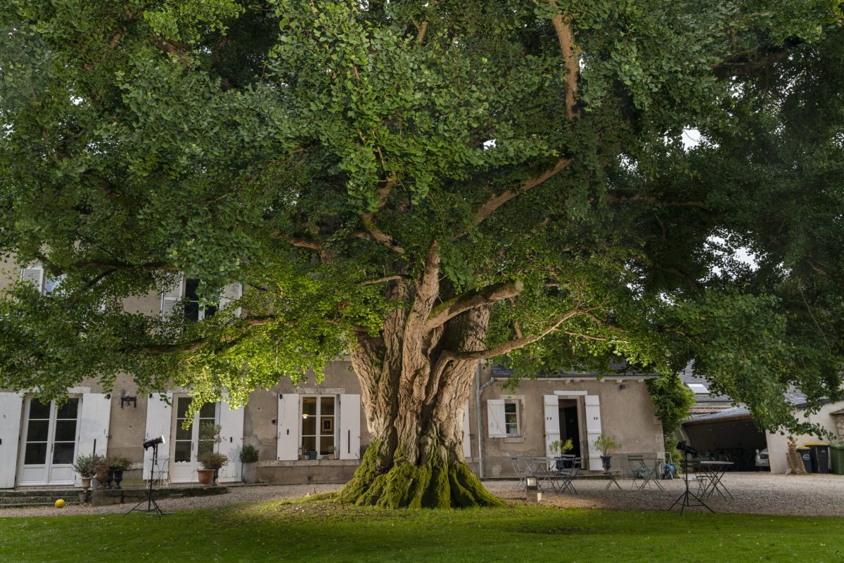 Ancient oak tree with massive trunk in front of a traditional stone building