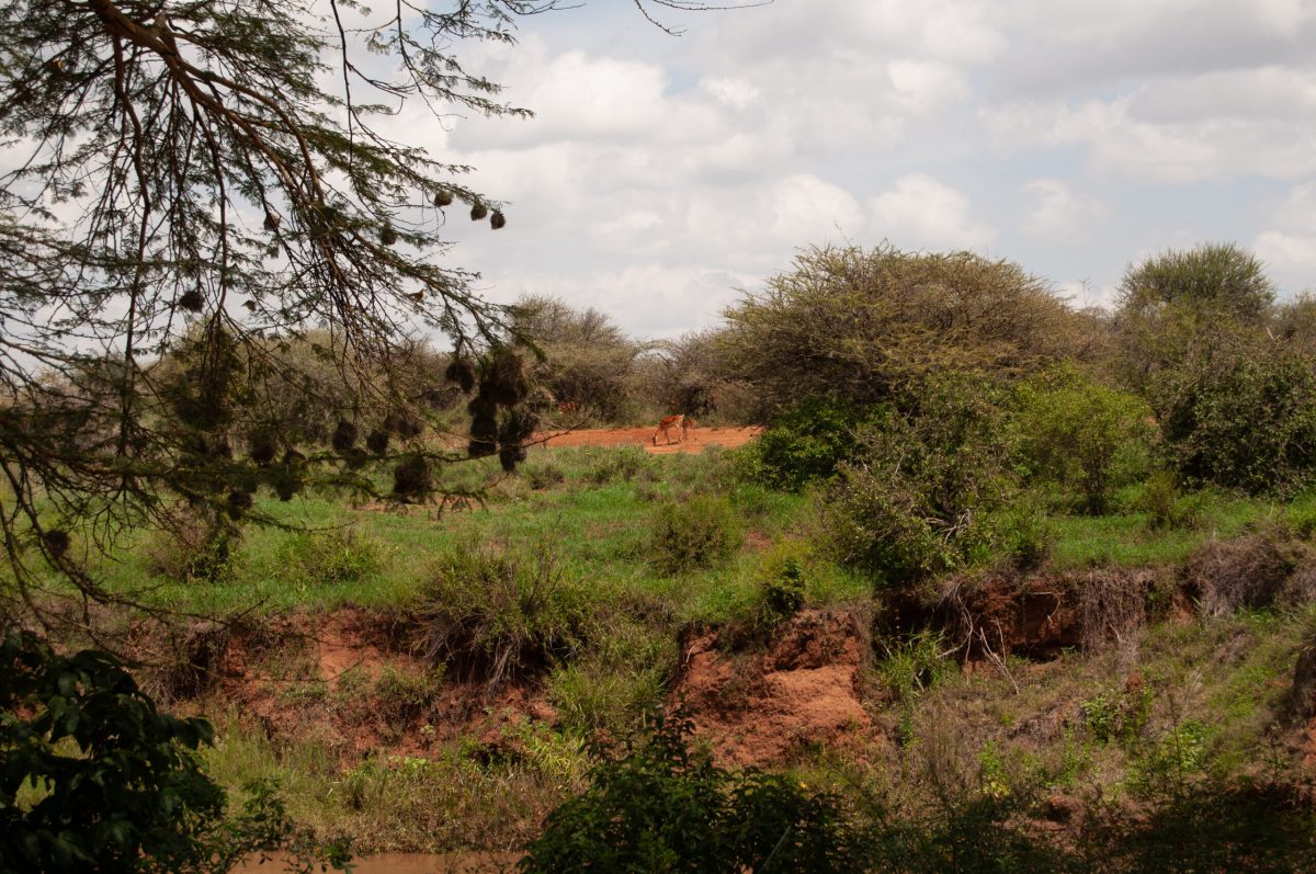 Arid savanna landscape in Northern Kenya with scattered acacia trees and red soil