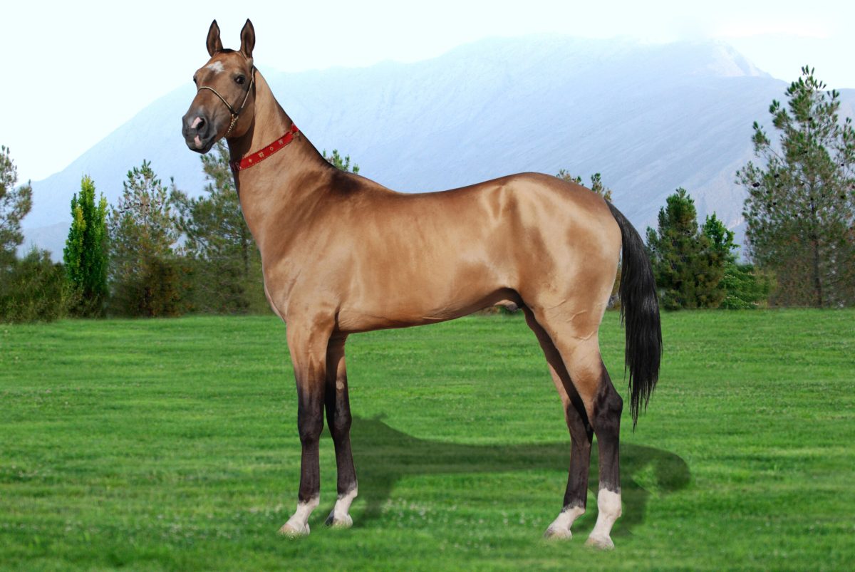 Bay Akhal-Teke horse standing in profile on green pasture with mountains