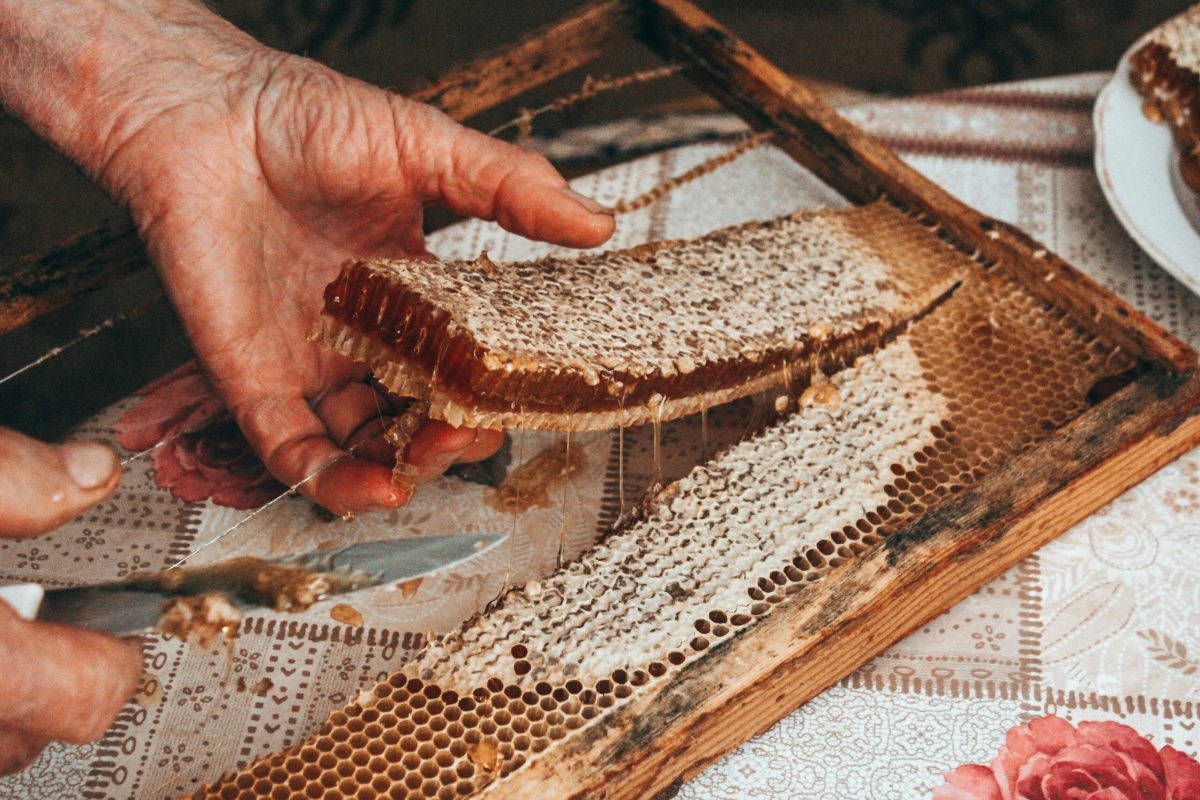 Beekeeper holding honeycomb frame with fresh honey and bee larvae