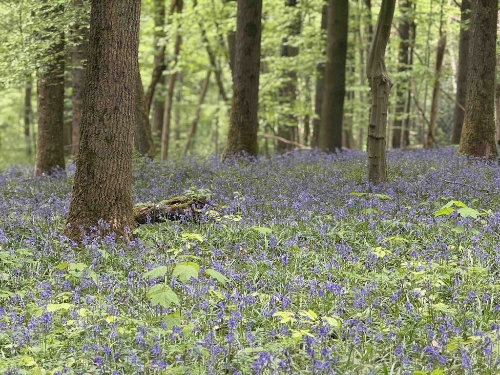 Belgium's Bluebell Forest Gets Mobbed Every Spring. Here's Why.