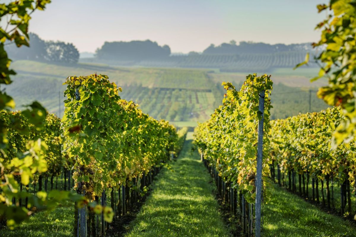 Belgium's Secret Wine Country Opens Its Doors for a Month