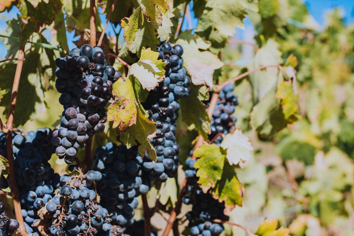 Belgium's Wine Revolution Is Happening in Flanders, Not Bordeaux