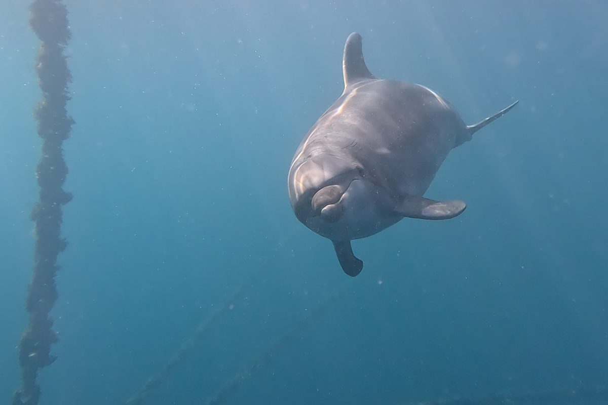 Bottlenose dolphin swimming underwater near a mooring chain off Malta's coast
