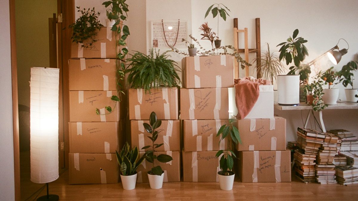 Cardboard moving boxes stacked with plants and personal items on a wooden floor