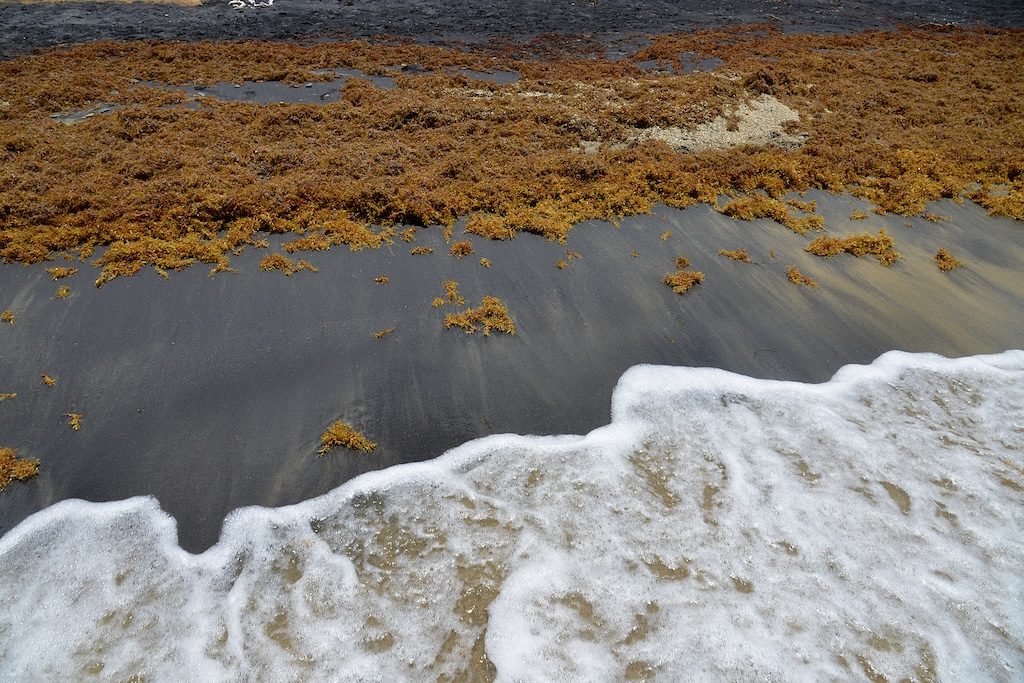 Caribbean Beaches Face Permanent Sargassum Problem, Scientists Warn