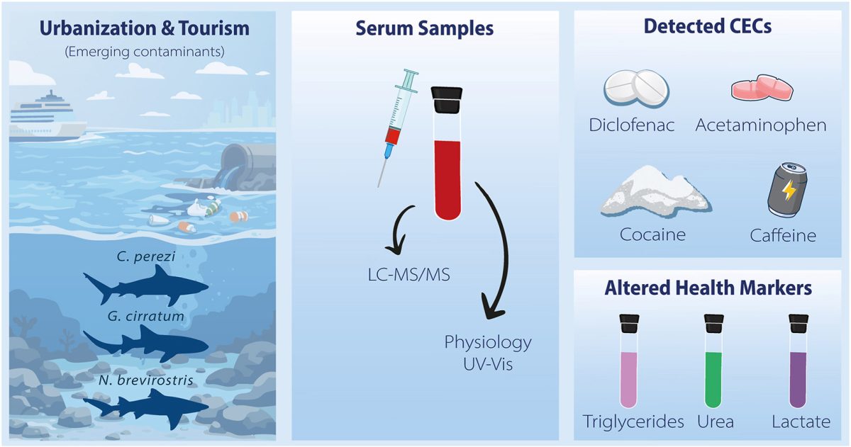 Caribbean waters with cruise ships and sharks swimming below the surface