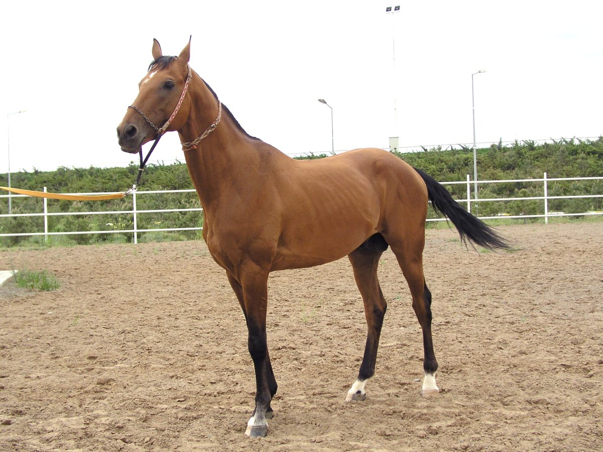 Chestnut Akhal-Teke horse standing in arena with white fence