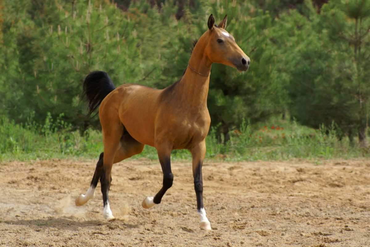 Chestnut Akhal-Teke horse trotting on sandy ground with green forest backdrop