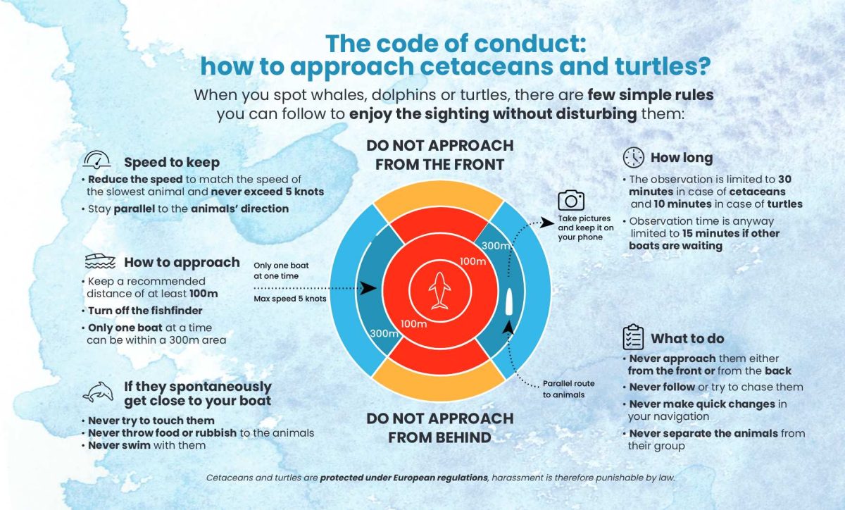 Circular infographic showing code of conduct guidelines for approaching cetaceans and turtles