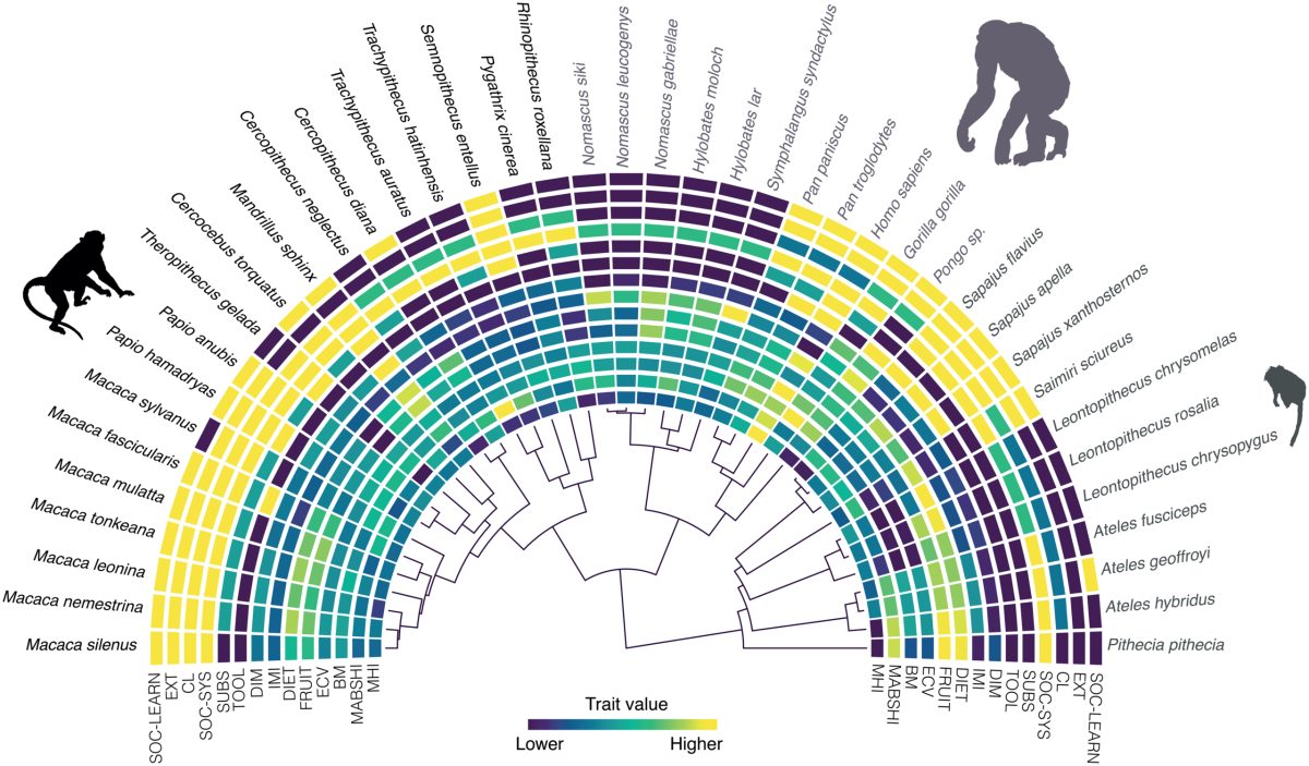 Circular phylogenetic tree showing primate species colored by handedness traits across evolutionary branches