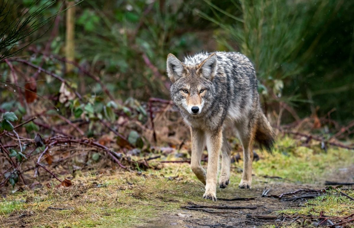 Denmark's Wolf Problem Is a Masterclass in Coexistence
