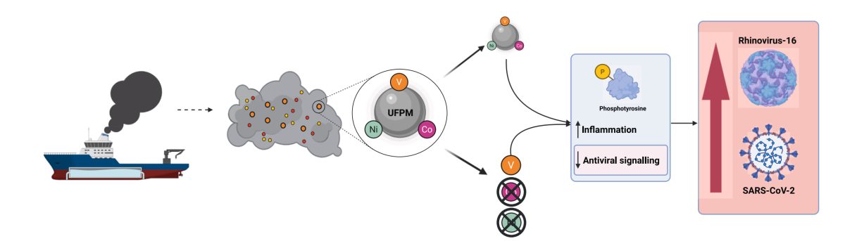 Diagram showing cruise ship emissions leading to viral infection transmission