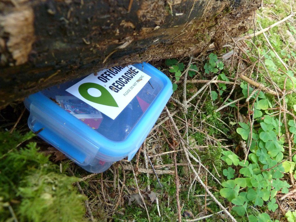 Discarded plastic container on forest floor with moss and vegetation