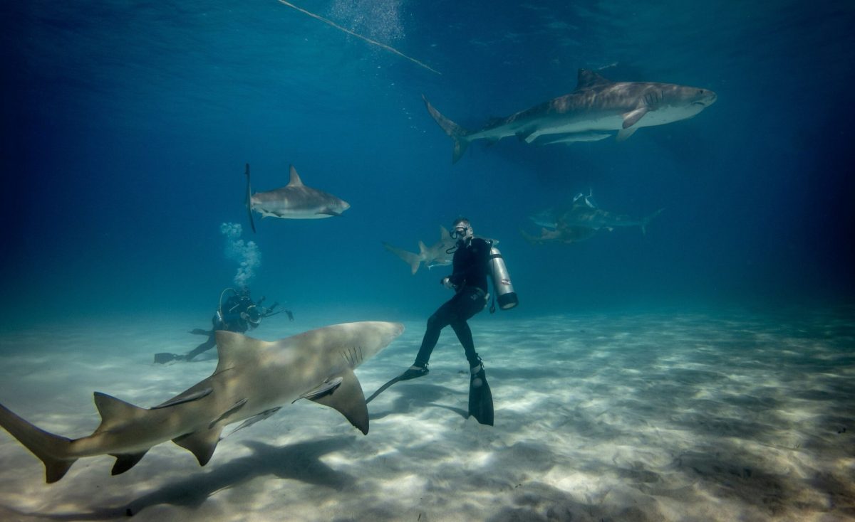 Dive in Okinawa and Help Save the Reefs While You're There