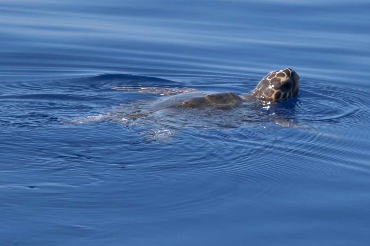 Dolphin swimming in clear blue Mediterranean waters off Malta's coast