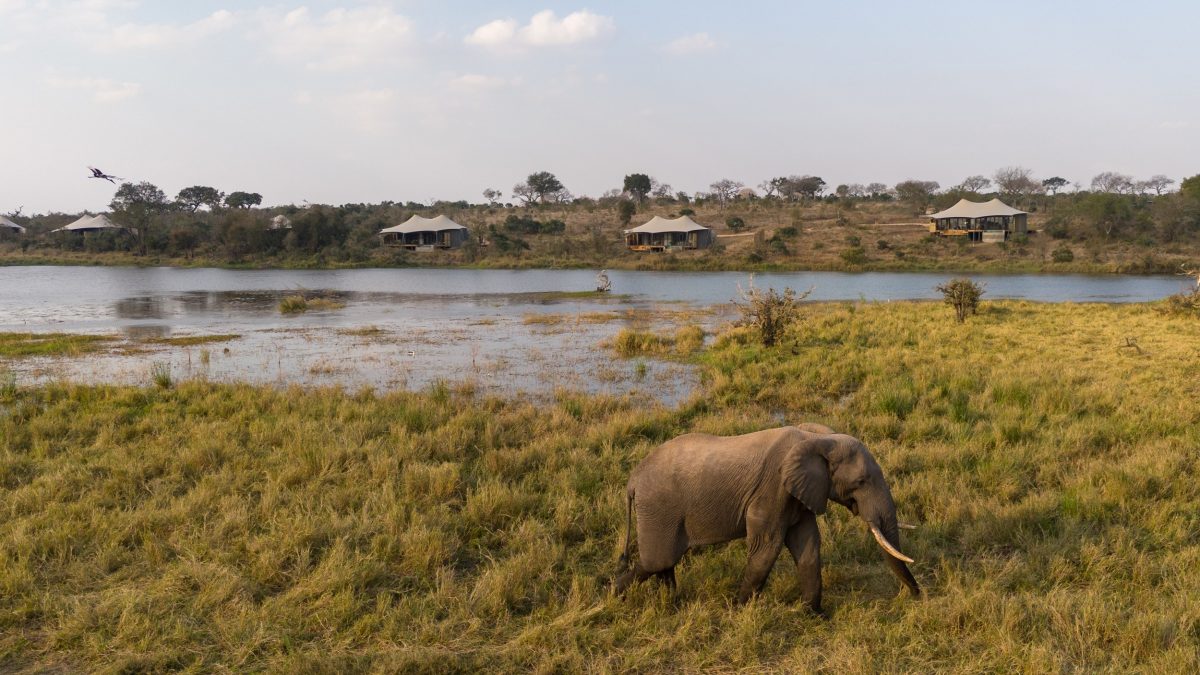Elephant walking through grassland with water and trees in background