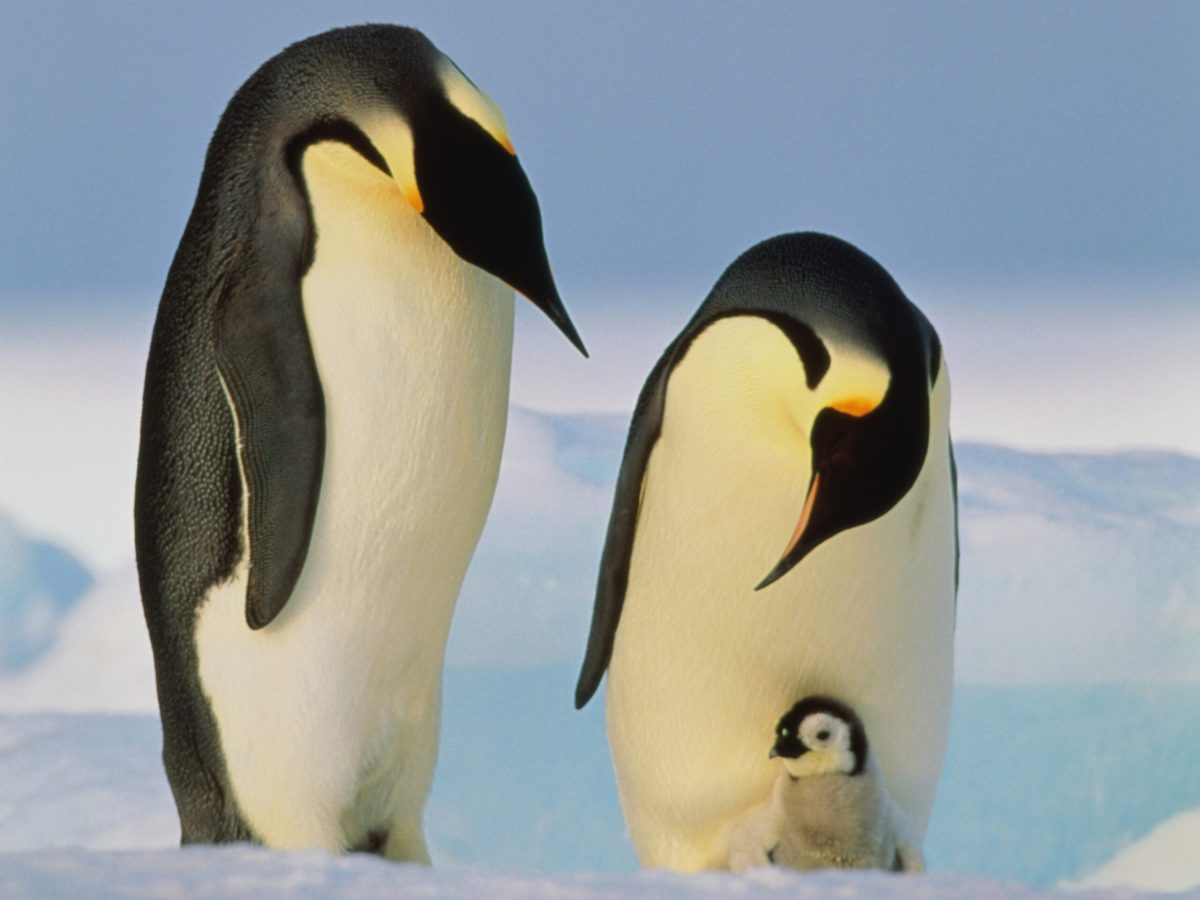 Emperor Penguins Are Drowning. Antarctica Will Never Be the Same.
