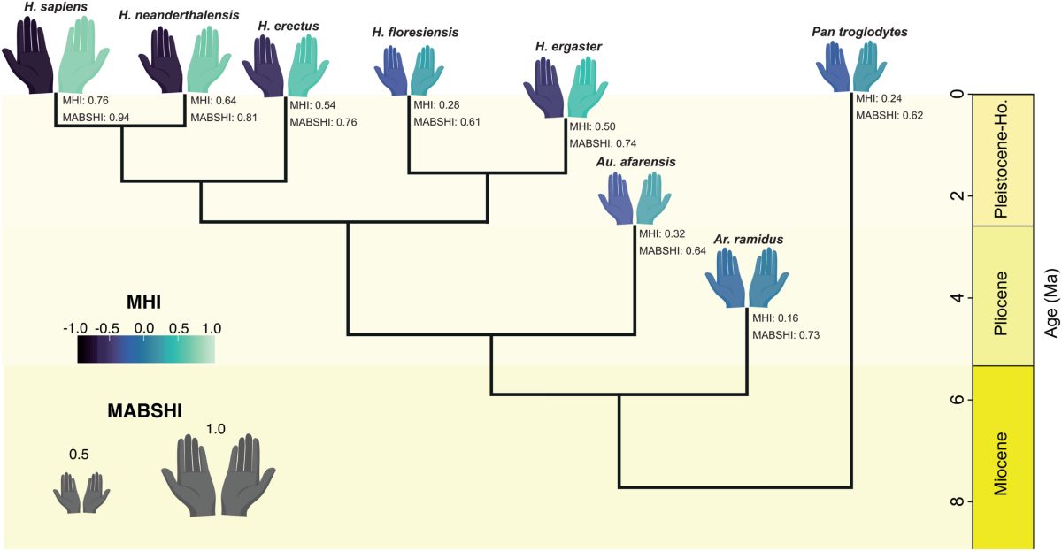 Evolutionary tree showing primate hand development and brain size changes leading to human handedness