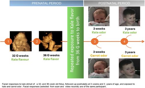Fetal response to kale odor at 32 and 38 weeks gestation, compared to postnatal response at 3 weeks and 3 years