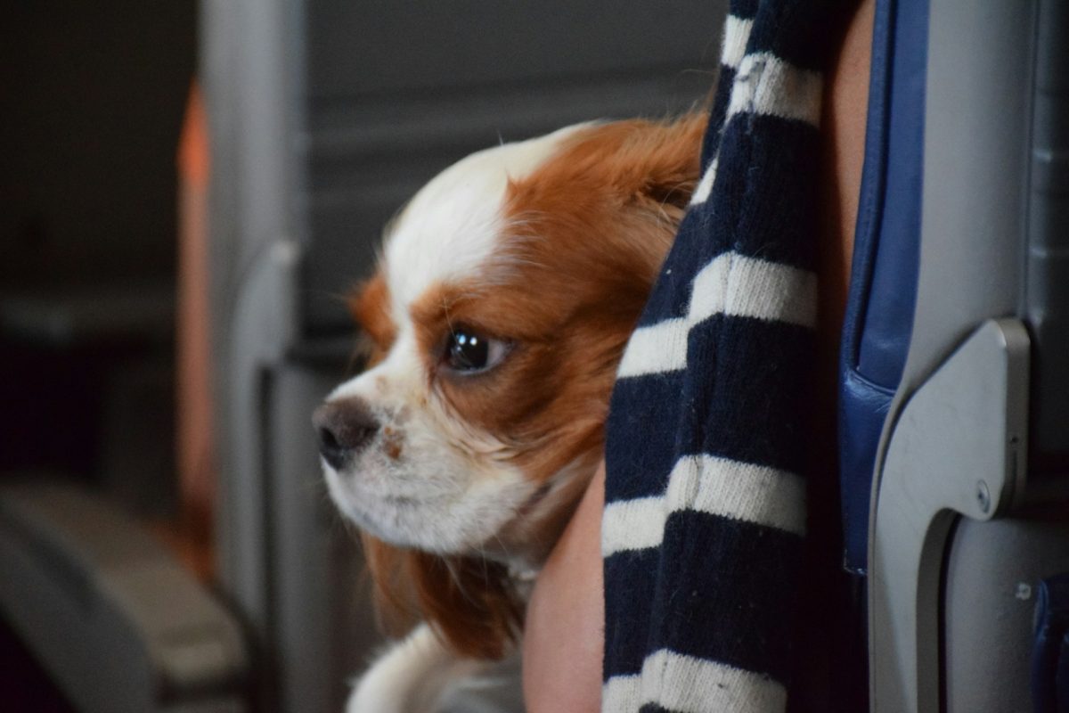 Flying home with your dog just got harder in the UK
