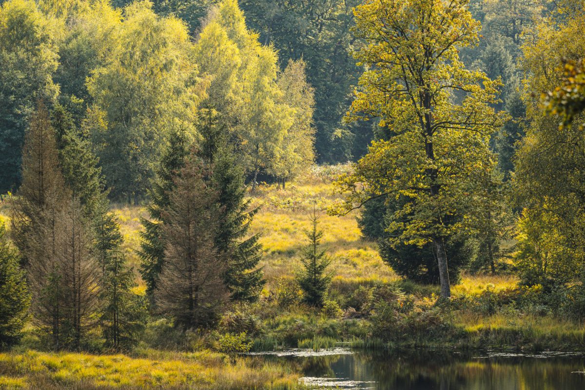 Forested landscape with golden sunlight filtering through trees beside a calm water body