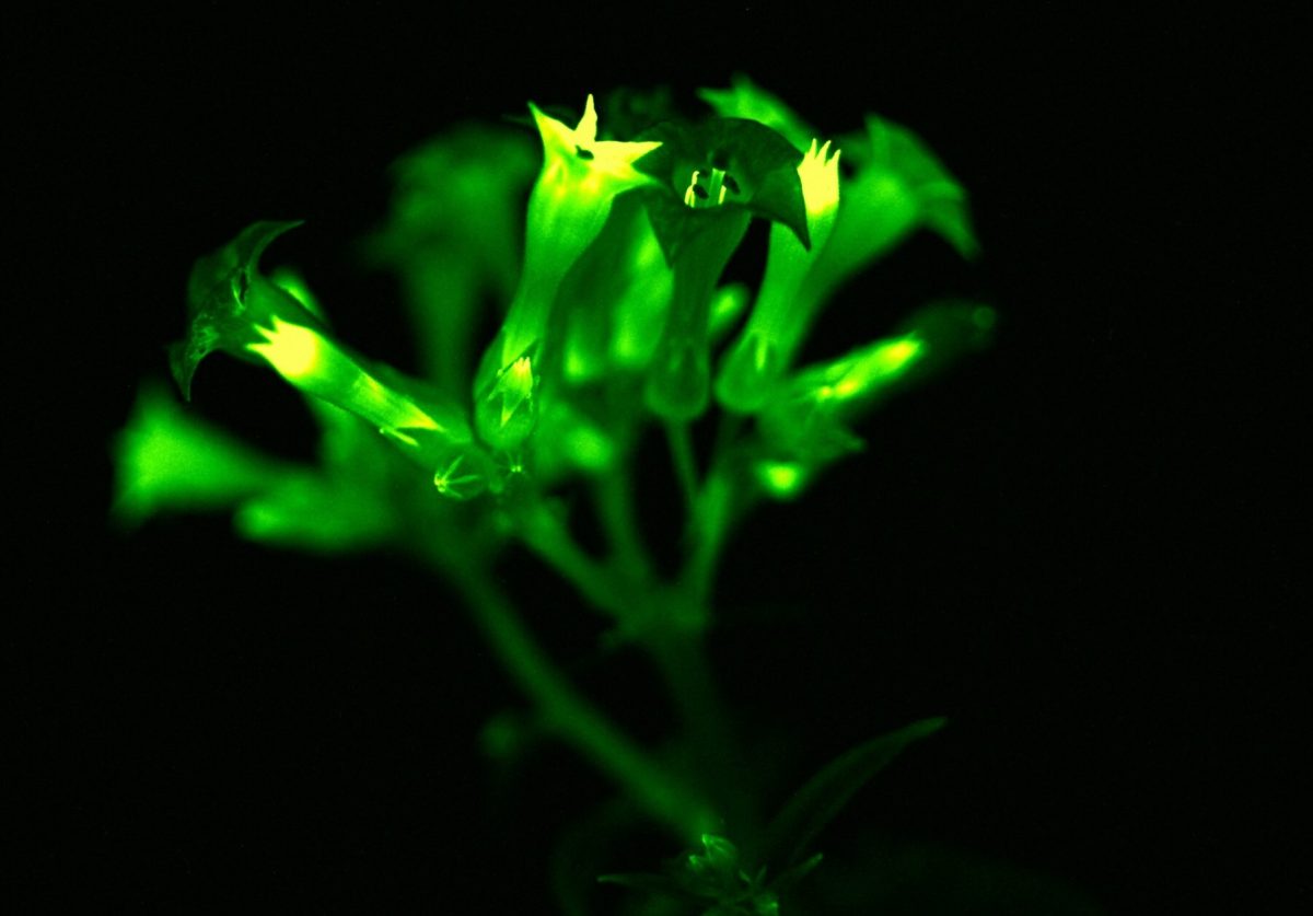 Glowing Plants Could Light Up Cities. But at What Cost?