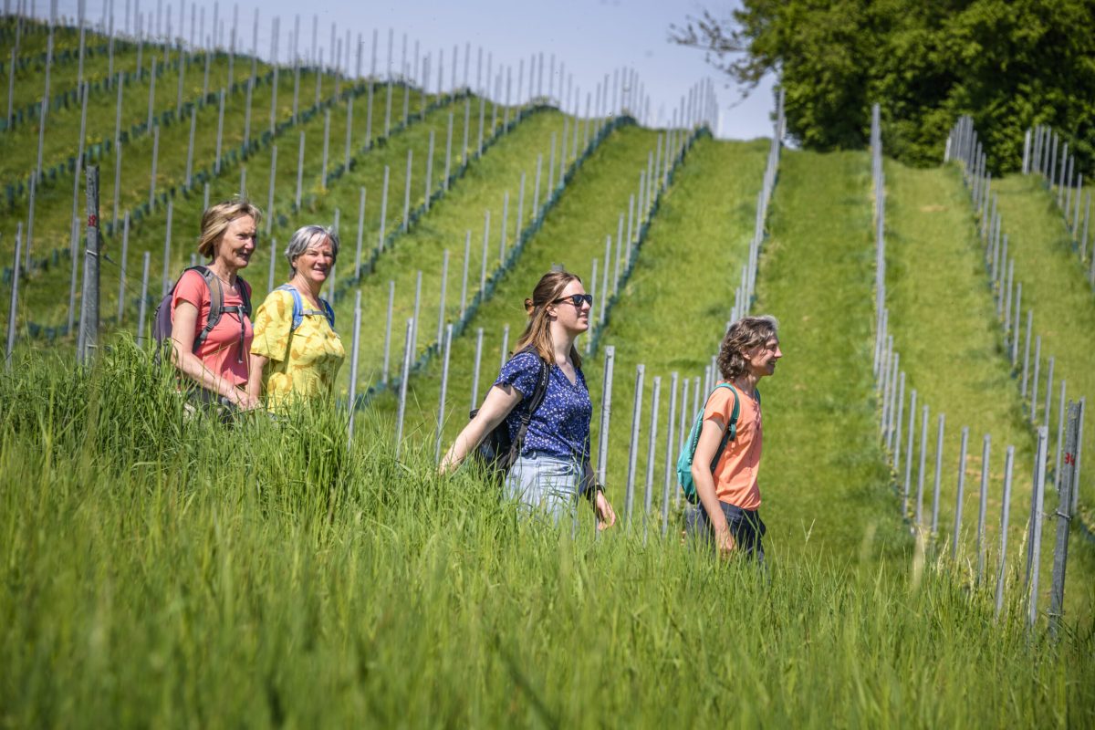 Group of visitors walking through lush green vineyard rows in Hageland, Belgium