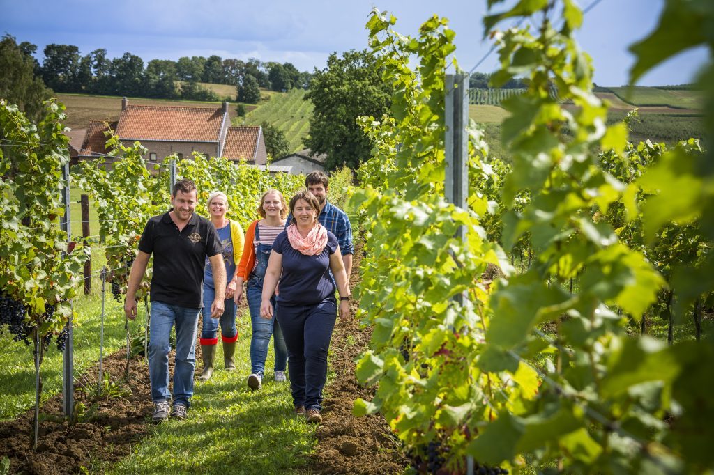 Group of visitors walking through rows of hop or vine plants at a Belgian vineyard