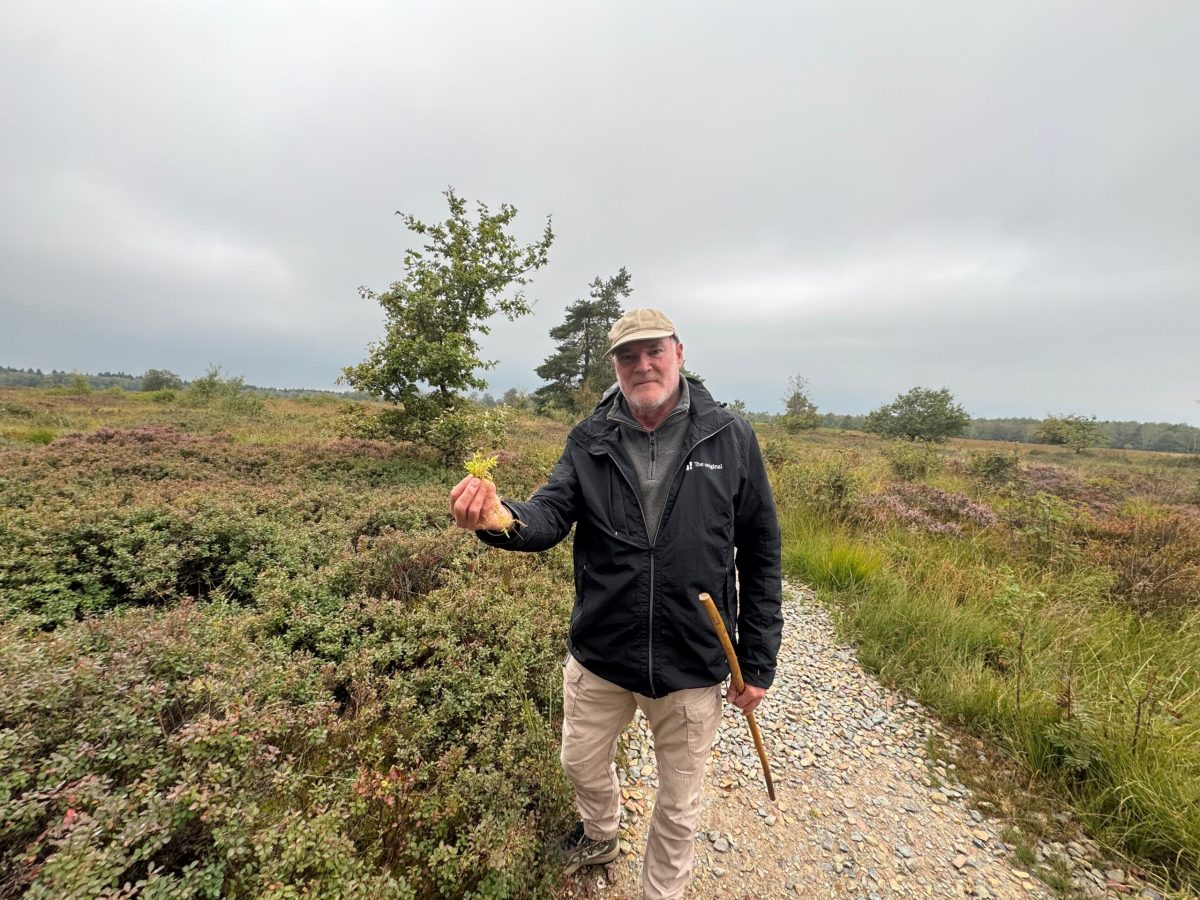 Hiker on gravel path through moorland at Fagne de Malchamps, Belgium