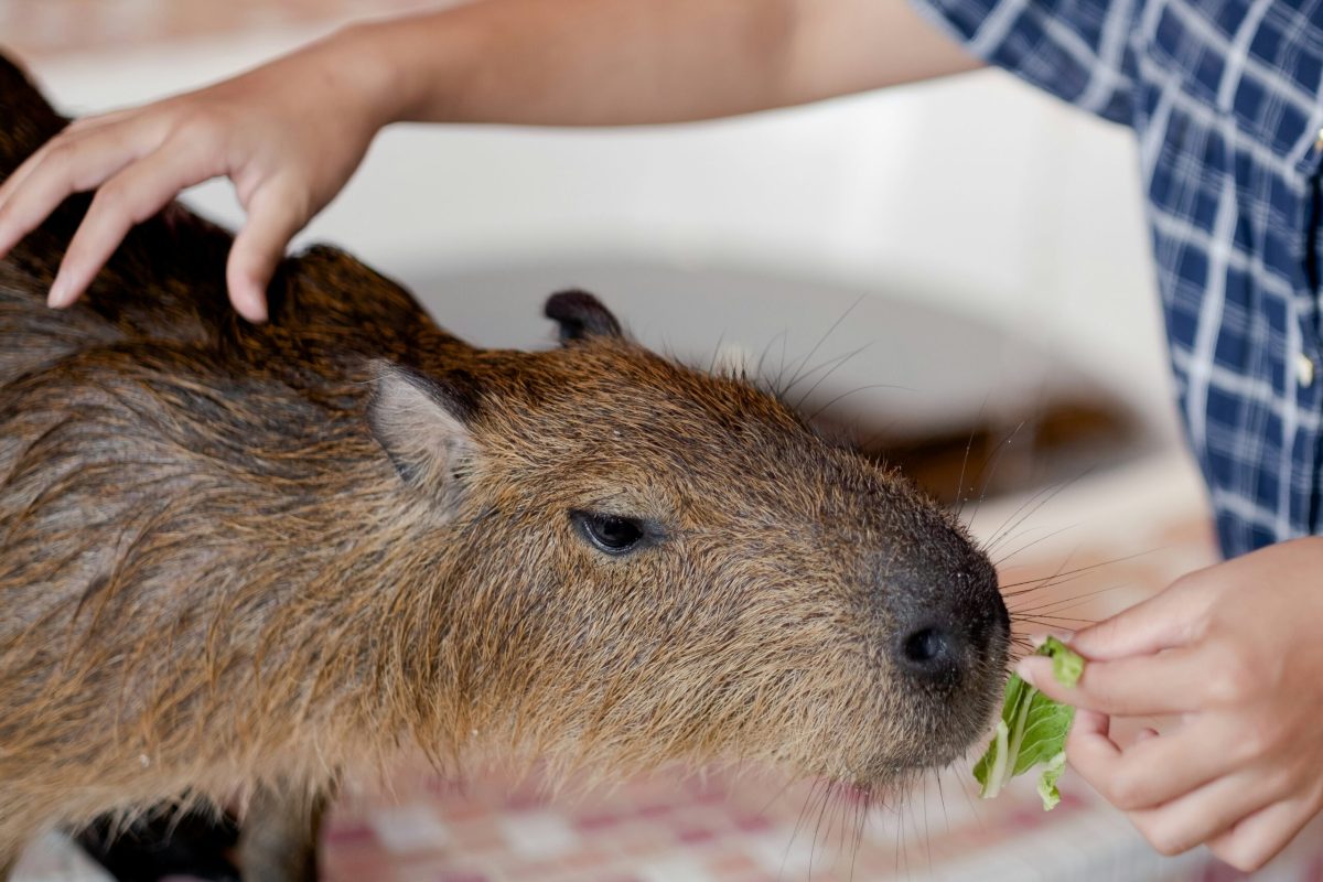 Japan Is Finally Counting Every Owl, Otter and Cat in Its Animal Cafés