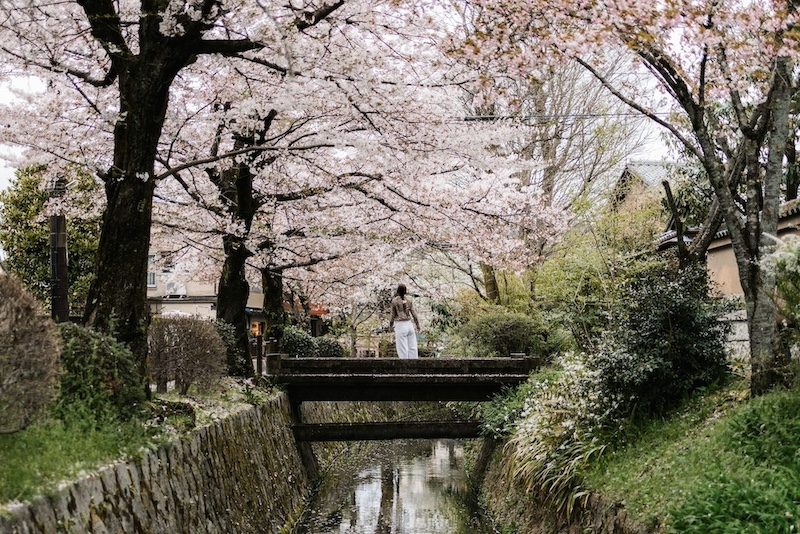 Japan's Cherry Blossoms Just Arrived Early, and Hotels Are Cheaper Than Ever