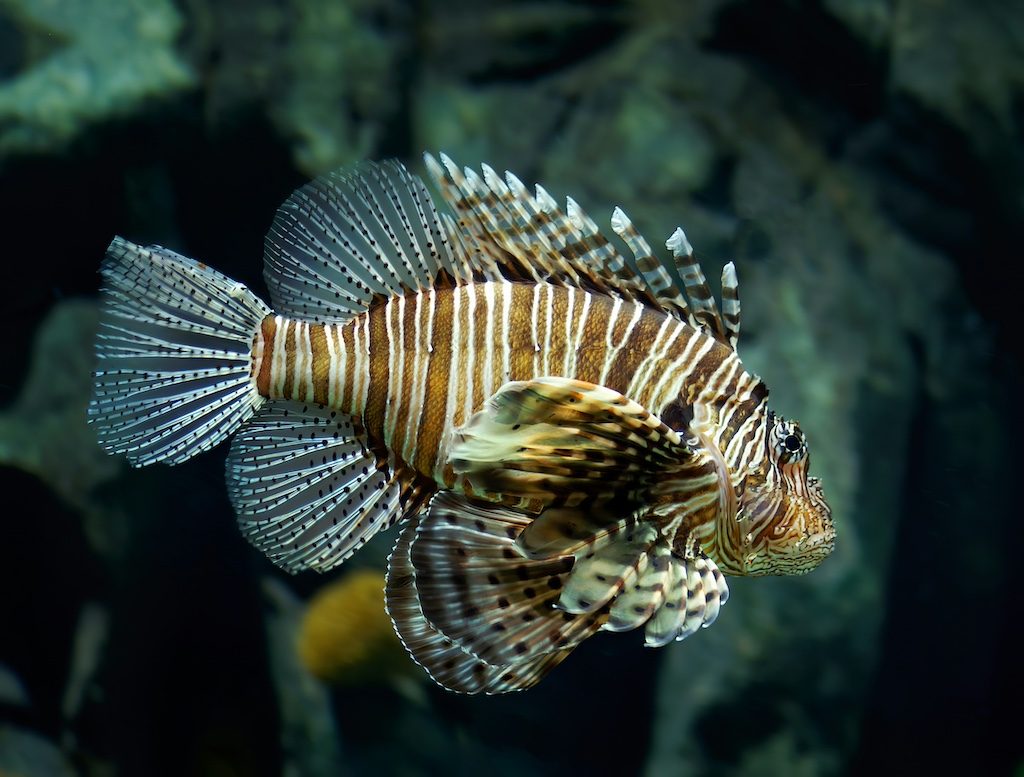 Why Your Next Dinner Could Save a Reef