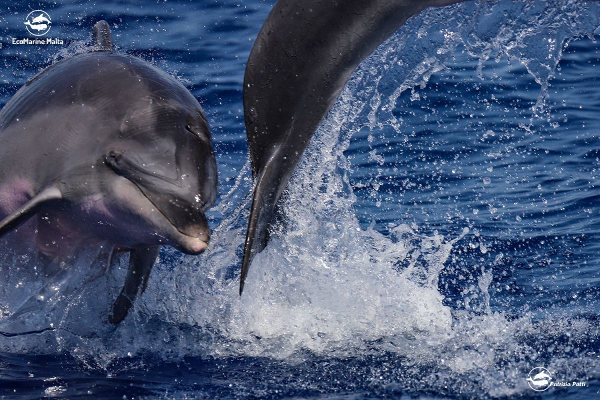 Two dolphins leaping from blue Mediterranean waters off Malta's coast