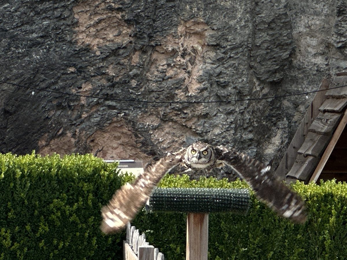 Medieval stone carving detail on Bouillon Castle walls with green ivy below