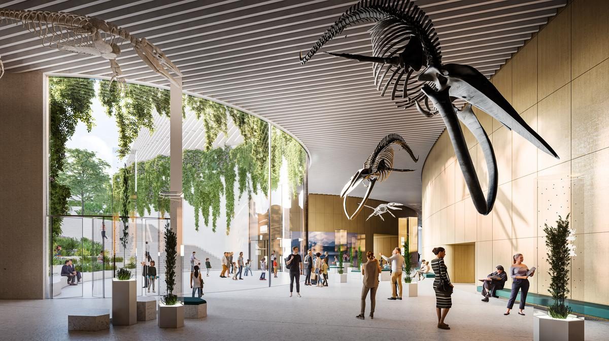 Modern museum interior with soaring ceilings and suspended dinosaur skeleton display