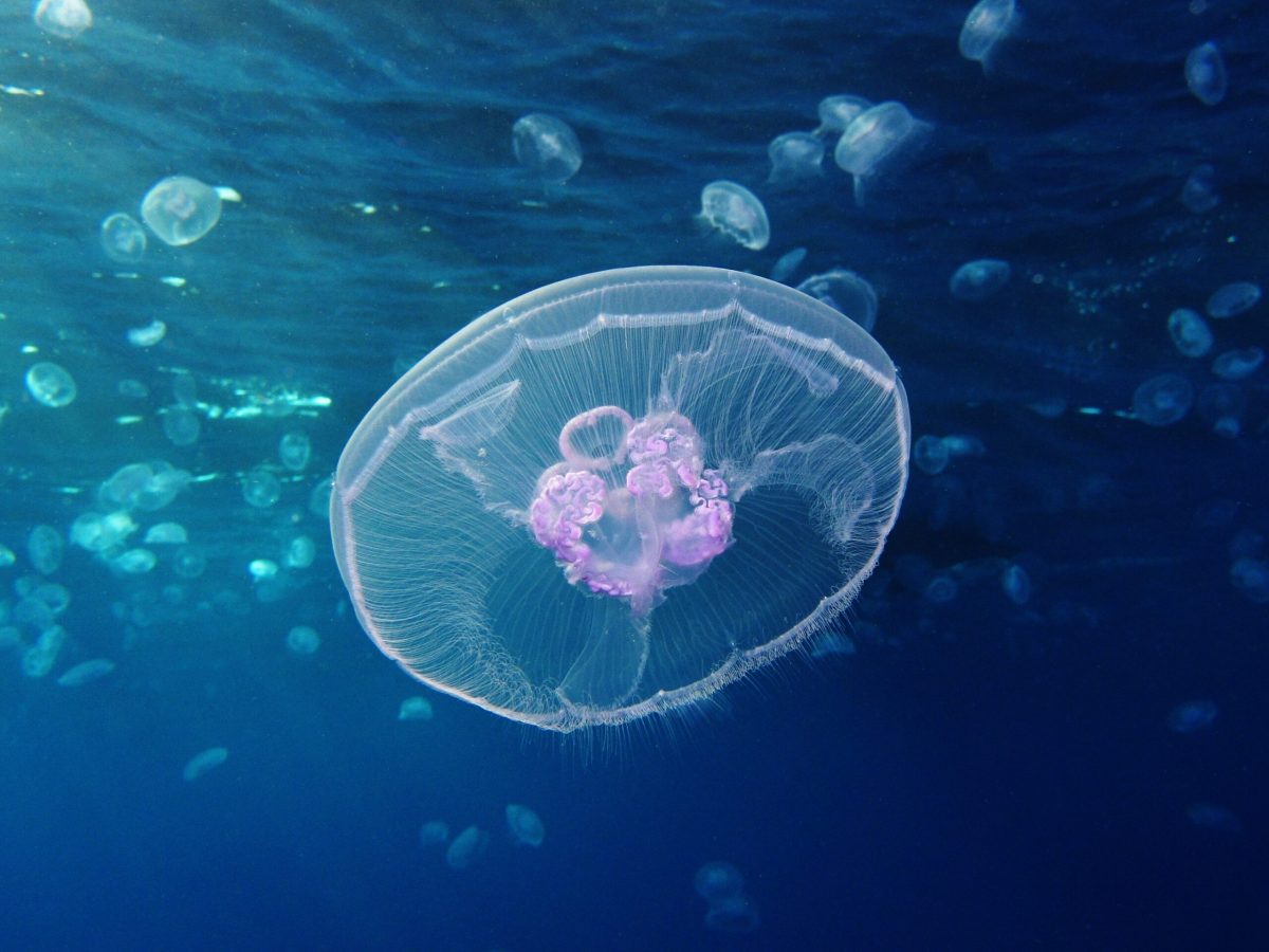 Moon Jellyfish Are Taking Over Phuket's Waters. Here's What You Need to Know