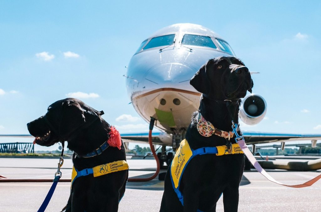 Nine European Airlines That Actually Welcome Your Dog on Board