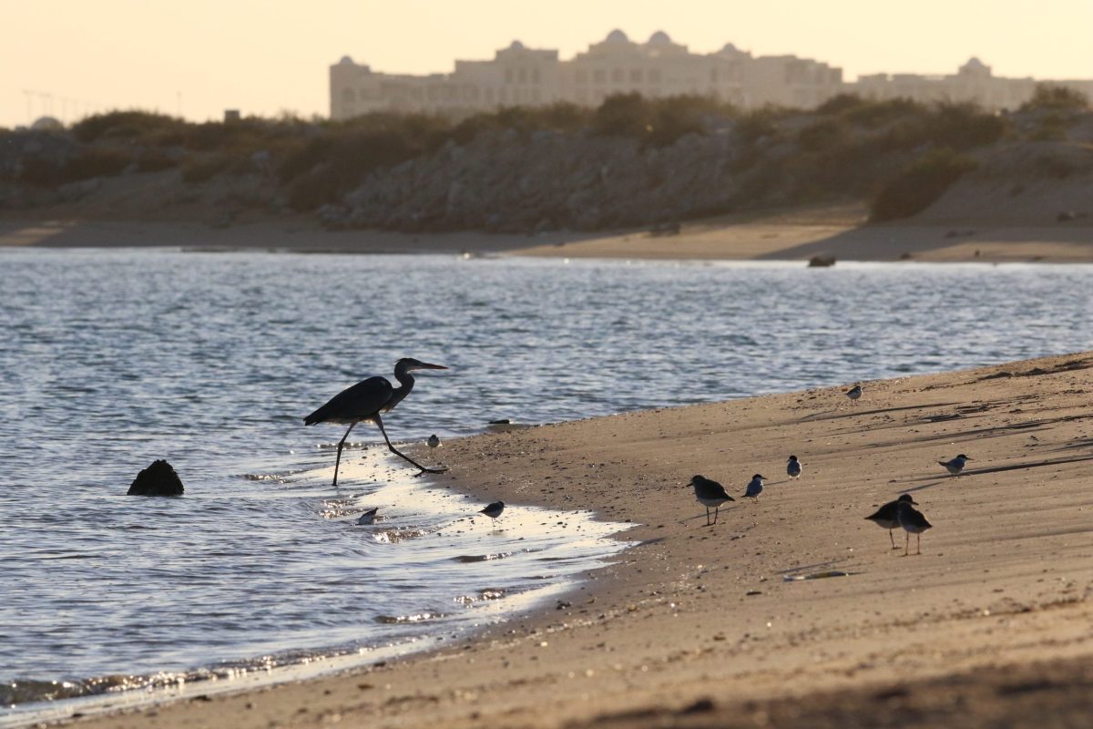 A lone heron stands on a beach with a body of water behind it, birds scattered along the shoreline.